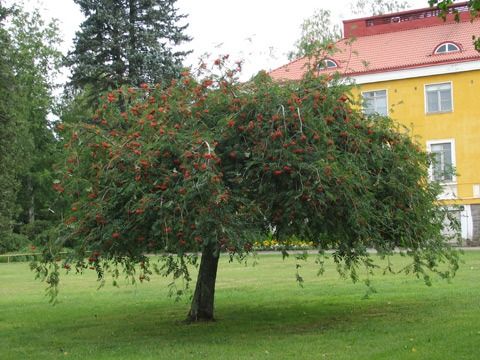 Kotipihlaja puistossa